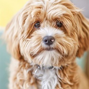 Cavoodle