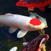 Koi