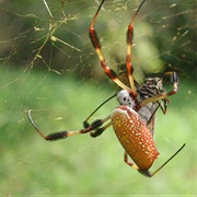 Golden Orb Weaver Spider