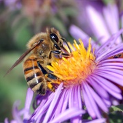 European Honey Bee