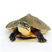 Southeast Asian Box Turtle