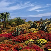 Kirstenbosch, South Africa