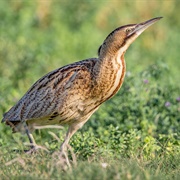 Bittern