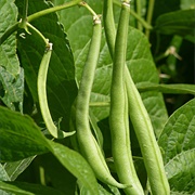 Beans