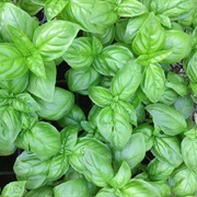 Genovese Basil