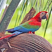 Red-And-Green Macaw