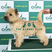 Cairn Terrier