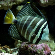 Sailfan Tang