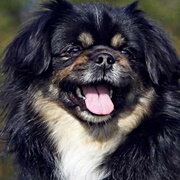 Tibetan Spaniel