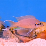 Fairy Cichlid