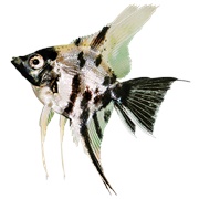 Angelfish