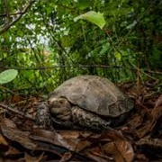 Asian Giant Tortoise