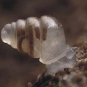 Translucent Snail