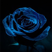 Midnight Blue Rose