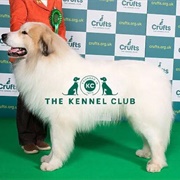 Pyrenean Mountain Dog