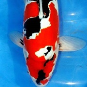 Doitsu Scaleless Koi