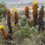 Fitzgerald River National Park