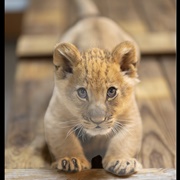 Lion Cub