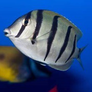 Convict Tang