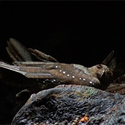 Cueva De Los Tayos