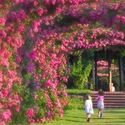 Elizabeth Park Rose Garden, Hartford, CT