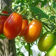 Pomodorini Di Sardegna