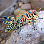 Rainbow Grasshopper