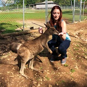 Feed a Kangaroo