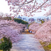 Nishi Park, Fukuoka