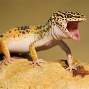 Leopard Gecko