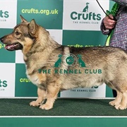 Swedish Vallhund