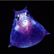 Juvenile Cowfish