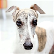 Whippet