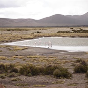 Settlement and Artificial Mummification of the Chinchorro Culture in the Arica and Parinacota Regio