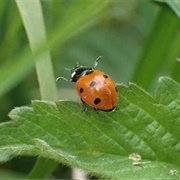 7-Spotted Ladybird