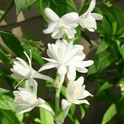 Tuberose