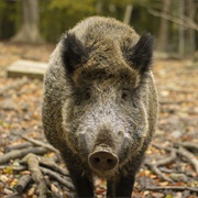 Wild Boar