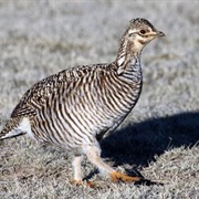 Prairie Chicken