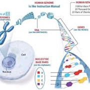 Detects Genetic Conditions in Embryos, Reducing Risks.