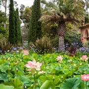 Lotusland - Montecito, California