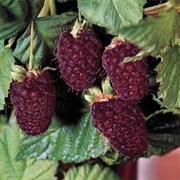 Boysenberry