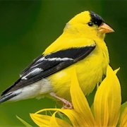 Goldfinch