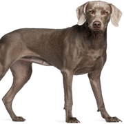 Weimaraner