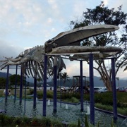 Ubatuba Whale