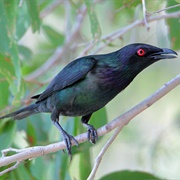 Metallic Starling