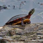 Midland Painted Turtle