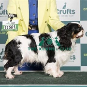 King Charles Spaniel