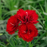 Red Carnation