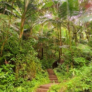 El Yunque Rainforest, Puerto Rico