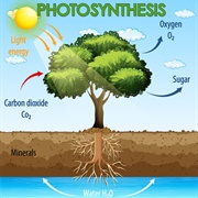 Photosynthesis